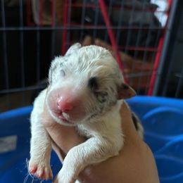 Gray - Blue merle Border Collie puppy in Defuniak Springs, Florida from Blue Cypress Stock dogs
