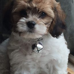 Cavapoo and Poodle Puppies from Happy Tails Poods and Doods