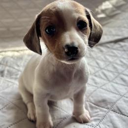 Hazel - Piebald female Dachshund puppy in Aiken, South Carolina from State Eight Dachshunds