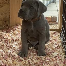 Drogon - Gray male Cane Corso puppy in Altoona, Alabama from Snead’s Cane Corso Kennel
