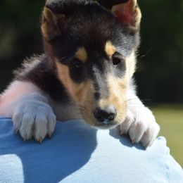 Winston - Black white and tan male Collie puppy in North Carolina from Sunway Kennels