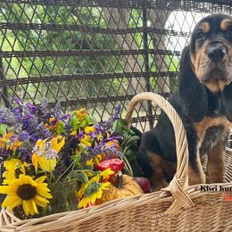 Girl 4 - Black and tan Bloodhound puppy in Vanderpool, Texas from Kiwi Hunting Services