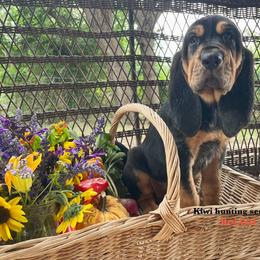 Girl 4 - Black and tan Bloodhound puppy in Vanderpool, Texas from Kiwi Hunting Services