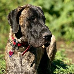 Great Danes from Grace Redeemed Danes