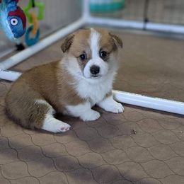Pembroke Welsh Corgi Puppies from Sunny-Side Corgis