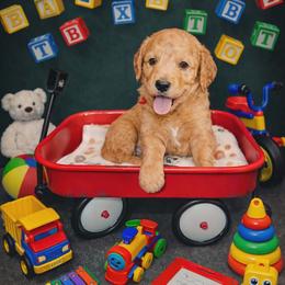 Leonidas - Red  male Goldendoodle puppy in Boise, Idaho from Goldendoodle Baby