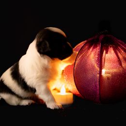 Chihuahua Puppies from Arizona Adventure Chihuahuas