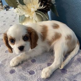 Cavalier King Charles Spaniel Puppies from Christina’s Cavaliers