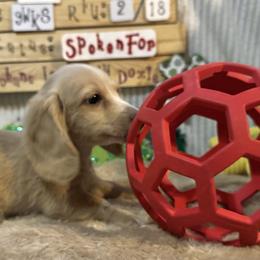 Dachshund puppies from Lilac City Doxies (Also with Spokane)