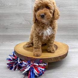 Petal - Red female Cockapoo puppy in Beresford, South Dakota from DAKOTA DOOD RANCH