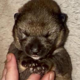 Sesame M Mameshiba - Sesame male Shiba Inu puppy in Clewiston, Florida from Animal Farm Shiba Inus & Mameshibas