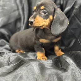 Boy 1600 - Black and tan male Dachshund puppy in Barbourville, Kentucky from The Bossy Doxie Farm