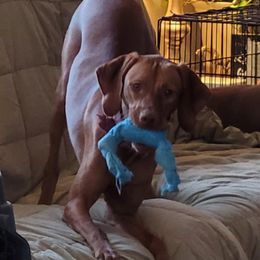 Pippa - Vizsla