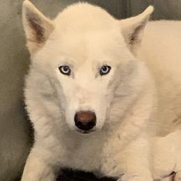 Athena - Samoyed