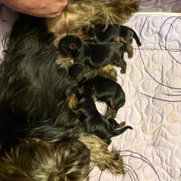Julie - Black and tan female Yorkshire Terrier puppy in Lamar, Missouri from RJ’S Classy Yorkies
