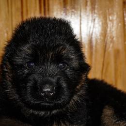 Green Collar - Black and red male German Shepherd puppy in Howell, Michigan from Sheyenne’s Shepherds
