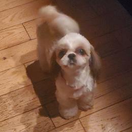 Pippa - Shih Tzu
