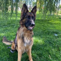 Daisy - German Shepherd