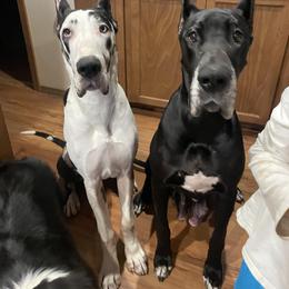 Great Dane All Grown Up from Evergreen Danes