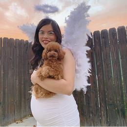 Poodle All Grown Up from Vegas Toy Poodles