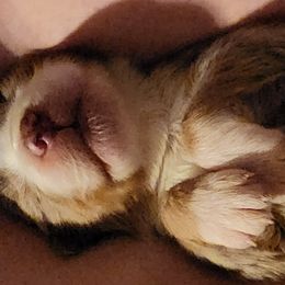 Australian Shepherd Puppies from Steel Magnolia Aussies