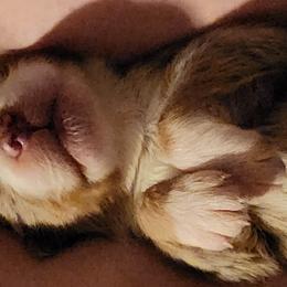 Australian Shepherd Puppies from Steel Magnolia Aussies