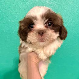 Will - Liver and white male Shih Tzu puppy in Stroud, Oklahoma from Laik’s Little Shihtz & Poms
