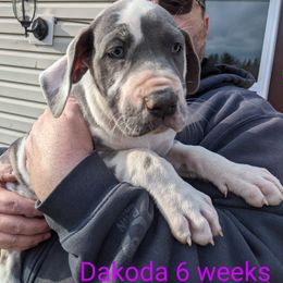 Great Dane Puppies from F&B Kennels