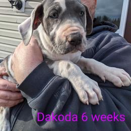 Great Dane Puppies from F&B Kennels