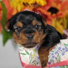Daisy - Black and tan female Yorkshire Terrier puppy in Jacksonville, Florida from Yorkieology