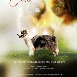 Clover - Miniature American Shepherd