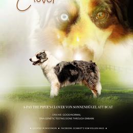 Clover - Miniature American Shepherd