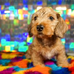 American Corgi, Dachshund, and Pembroke Welsh Corgi Puppies from Shining A Lowriders & Co.