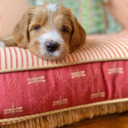 Goldendoodle Puppies from Four Gables Doodles