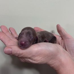 Girl 2 - Dapple female Dachshund puppy in Gouverneur, New York from Dack Dachshunds