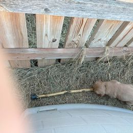 Golden Retriever Puppies from Collette's Goldens