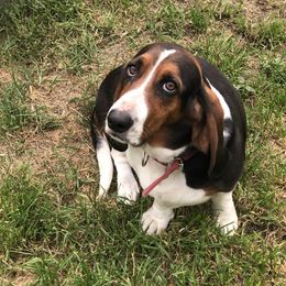 Mozie - Basset Hound