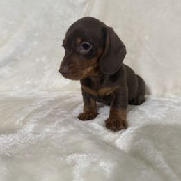 Girl 2 - Chocolate and tan female Dachshund puppy in Ponce De Leon, Florida from Brittany's Dachshunds