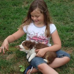 Australian Shepherd Puppies from Triple MMM Kennel