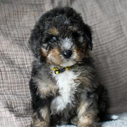 Bronco - Merle male Bernedoodle puppy in Ogden, Utah from Stanger Farms