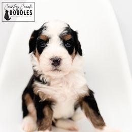 Dave - Tri-color male Bernedoodle puppy in Tipton, Indiana from Country Creek Doodles