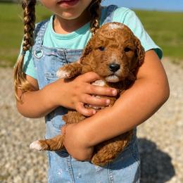 Dolly - Cream female Goldendoodle puppy in Hudson, Michigan from Haaspawz
