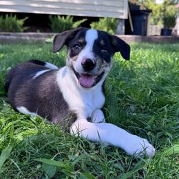 Grumpy - Tri-color female Border Collie puppy in Oberlin, Kansas from Hangin R Kennels