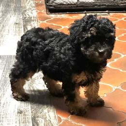 Honey - Phantom female Poodle puppy in Centralia, Illinois from Brick Hill Ranch