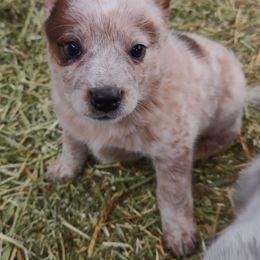 Boy 1 - Blue mottled Australian Cattle Dog puppy in Helena, Montana from Spring Haven Heelers