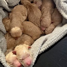 Goldendoodles from Scout-A-Doodle Doo