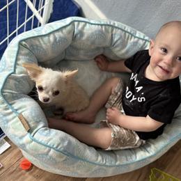 Chihuahua Puppies from Cloud9 Chihuahuas