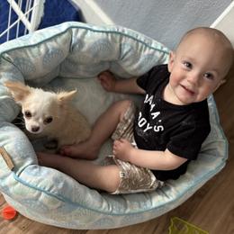 Chihuahua Puppies from Cloud9 Chihuahuas