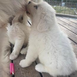 Anatolian Pyrenees and Goldendoodle Puppies from Up Shinn Creek