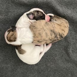 Whippet Puppies from Beloved Whippets